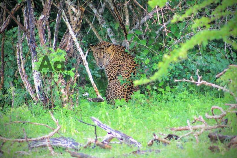 Kumana National Park : Private Half-Day Jeep Safari - Why Kumana is worth your morning