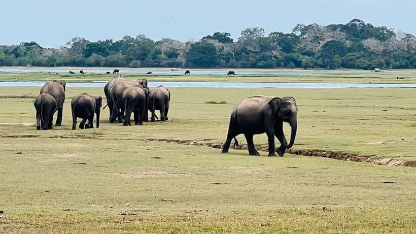 Kumana National Park : Private Half-Day Jeep Safari - Morning light, afternoon heat, and the best choice for you