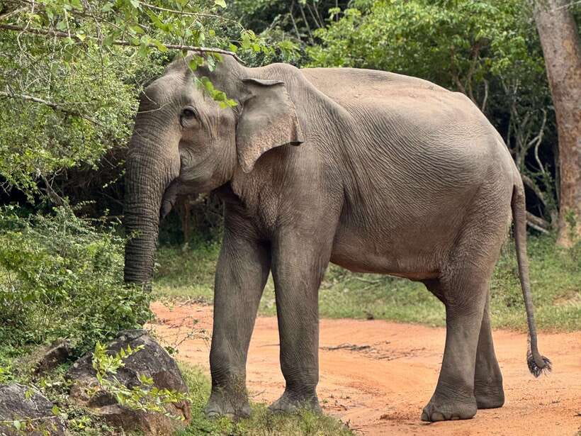 Kumana National Park : Private Half-Day Jeep Safari - Comfort, safety, and who should skip it