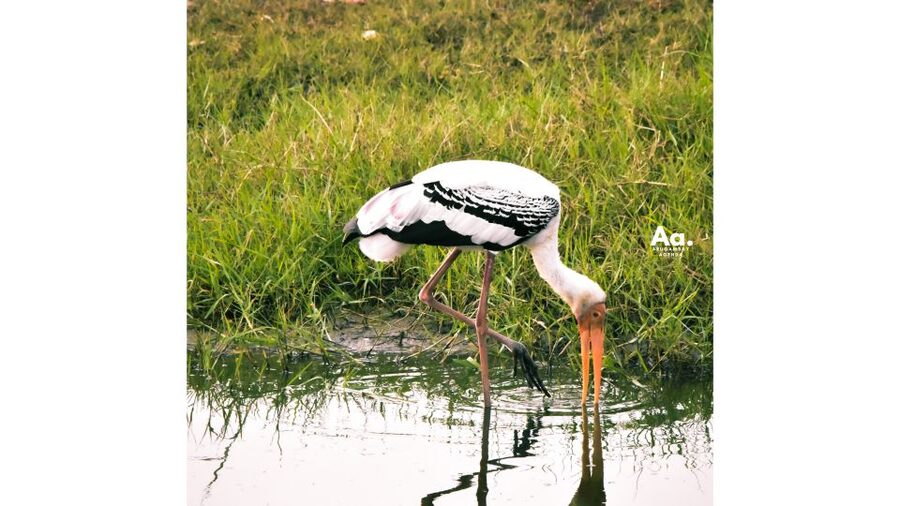 Kumana National Park : Private Half-Day Jeep Safari - Photography and birdwatching in Kumana