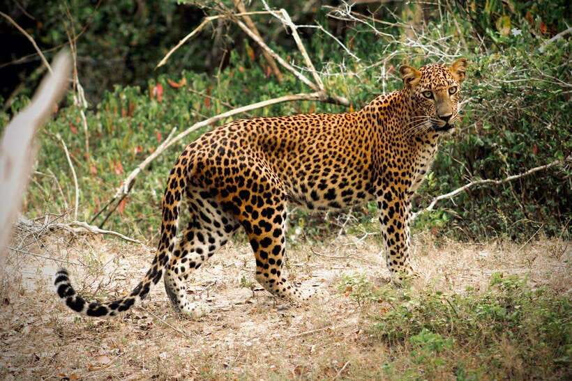Kumana National Park : Private Half-Day Jeep Safari - The 45-minute drive from Arugam Bay