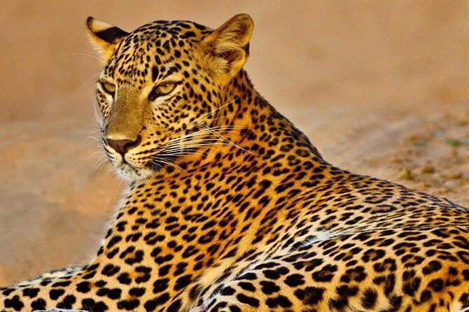 Kumana National Park Safari | from Arugam Bay - Why Kumana suits serious birdwatchers