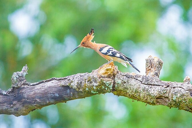 Kumana National Park Safari | from Arugam Bay - Six hours among swamps and jungle