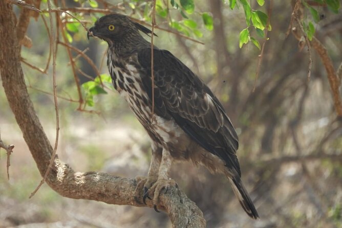 Kumana National Park Safari | from Arugam Bay - The private jeep and group size