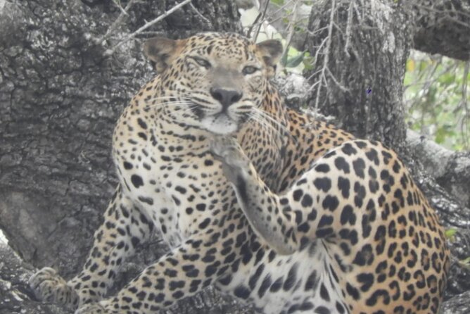 Kumana National Park Safari | from Arugam Bay - A good fit from Arugam Bay