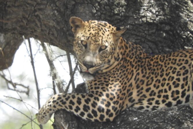 Kumana National Park Safari | from Arugam Bay - How to plan the day