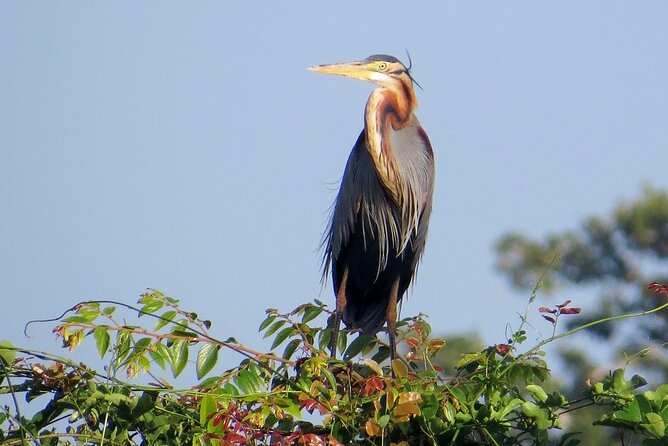 Kumana National Park Safari | from Arugam Bay - Booking, cancellation, and overall value
