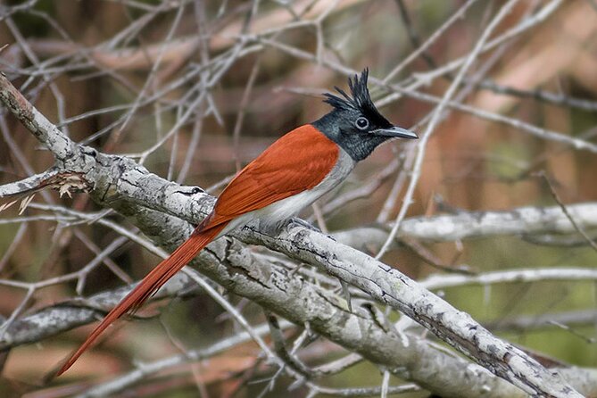 Kumana National Park Safari | from Arugam Bay - Should you book the Kumana safari?