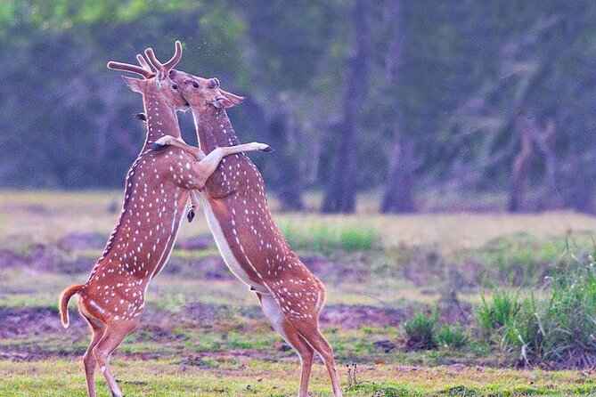 Kumana National Park Safari | from Arugam Bay - What you can see beyond the birds