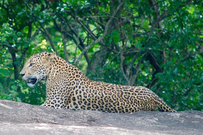 Leopard Safari in Yala National Park(Full Day/Half A Day) - Five hours, seven hours, or a full day