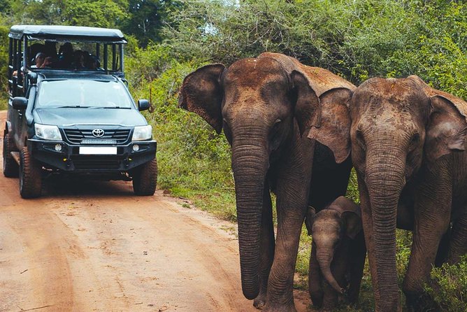 Leopard Safari Tour in Yala National Park - Why the first two hours at Yala matter
