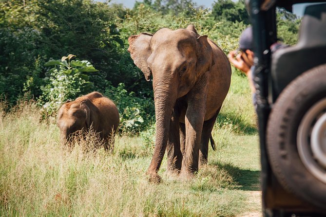 Leopard Safari Tour in Yala National Park - Rough roads, rain, and the question of comfort
