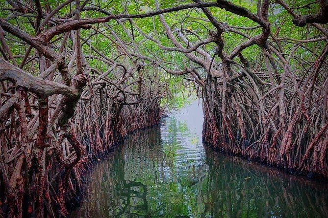 Madu River Boat Safari Balapitiya - What $29 gets you