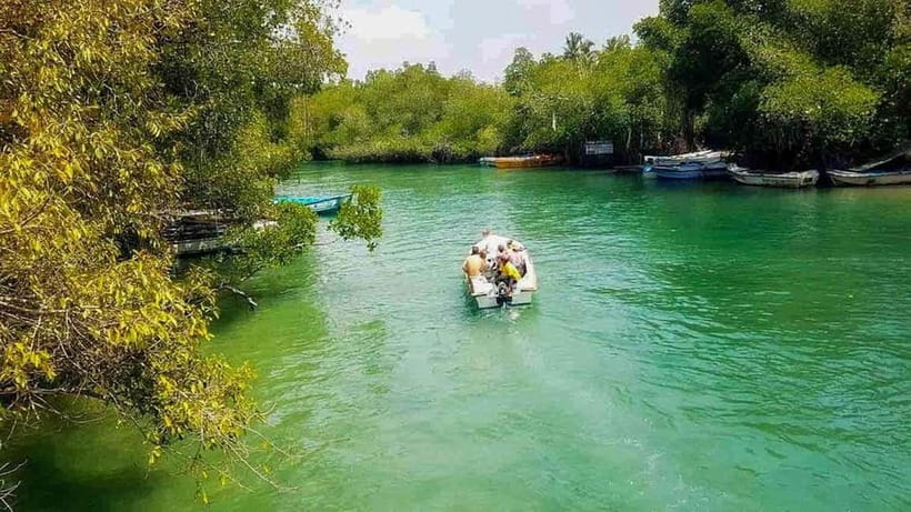 Madu River Boat Tour and Cinnamon Garden visit - Crocodiles, birds, and the art of spotting wildlife