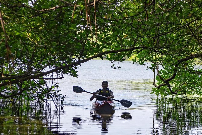 Madu River Sunrise Mangrove Kayaking from Bentota - A closer look at the four-hour schedule