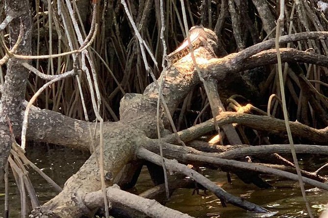 Mangrove Adventure - Why Mangroves Matter Here