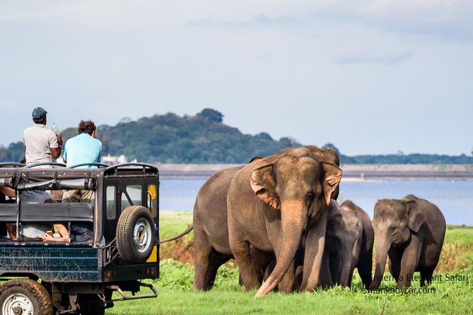 Minneriya Elephant Safari wth Sigiriya & Dambulla Cave Temples Full Day Tour - Dambulla Cave Temple after the park