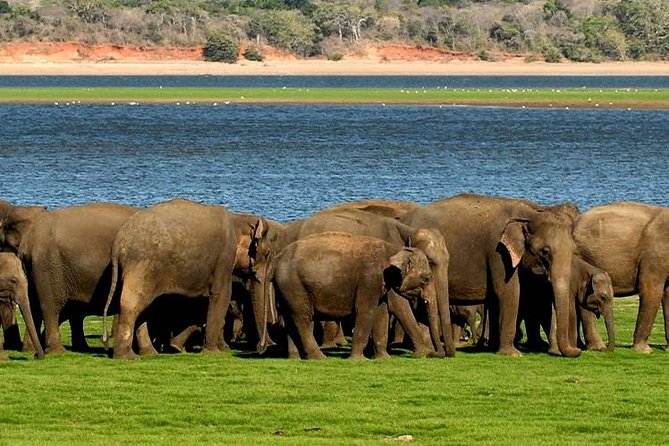 Minneriya Elephant Safari wth Sigiriya & Dambulla Cave Temples Full Day Tour - Who will get the most from this day