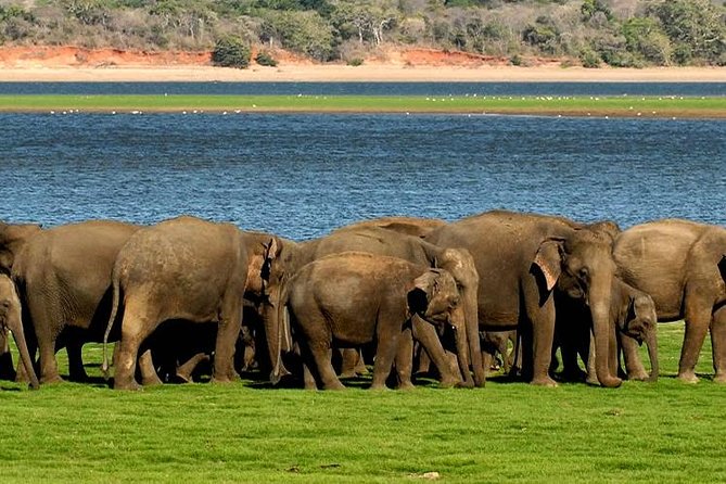 Minneriya Elephant Safari wth Sigiriya & Dambulla Cave Temples Full Day Tour - Booking, cancellation, and practical planning