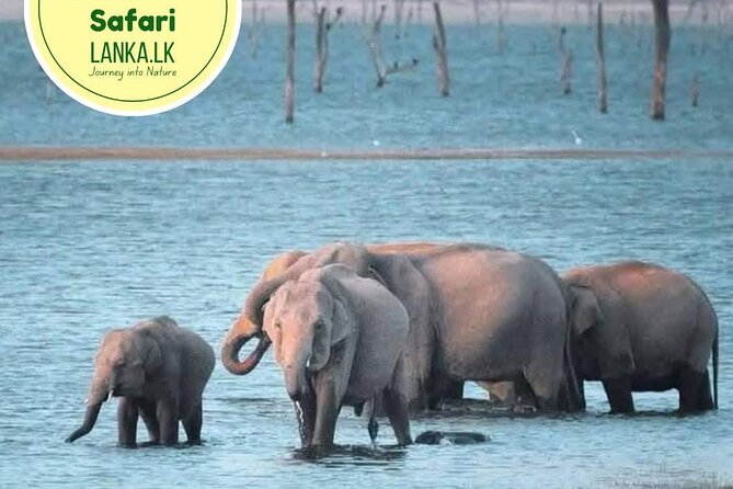 Minneriya Half Day Safari - Key points at a glance