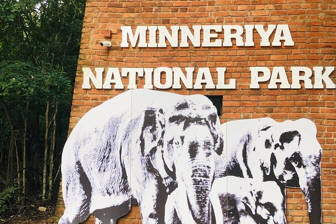 Minneriya Half Day Safari - Why elephants are the star of this Sigiriya safari
