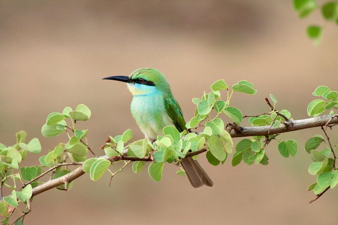Minneriya Half Day Safari - Minneriya National Park and the reservoir setting