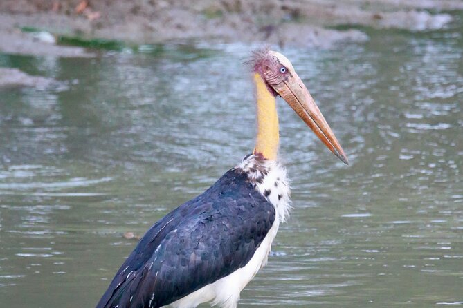 Minneriya Half Day Safari - Hurulu Eco Park and route flexibility