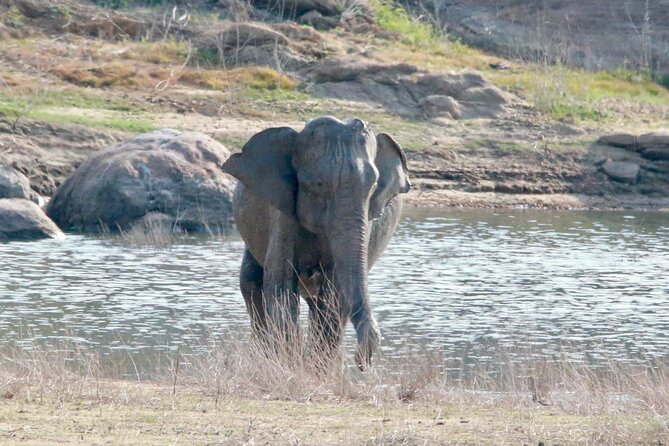 Minneriya Half Day Safari - What the guide and jeep add to the experience