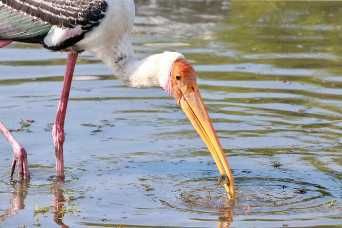 Minneriya Half Day Safari - Who will enjoy this half-day outing most