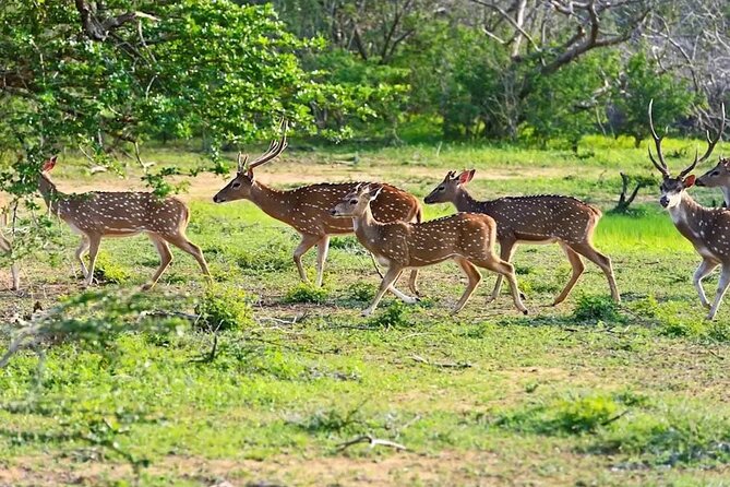 Minneriya Half Day Safari - Kaudulla National Park and the search for elephants