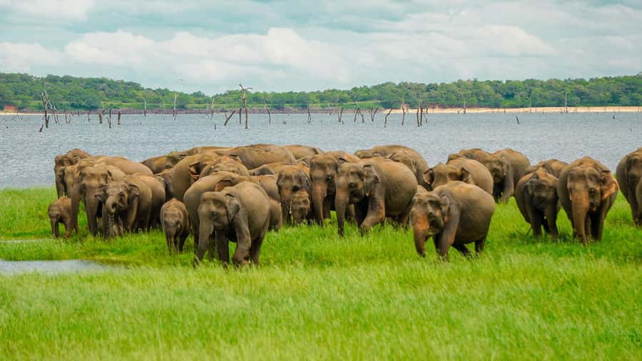 Minneriya: Minneriya National Park Private Elephant Safari - Key points to know before you go