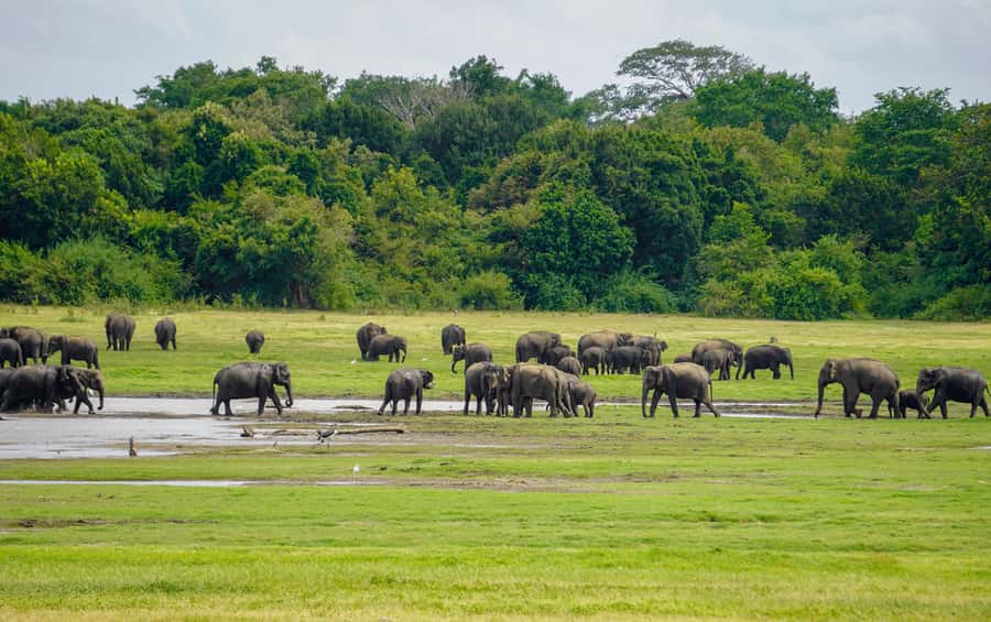 Minneriya: Minneriya National Park Private Elephant Safari - Who will enjoy this safari most?