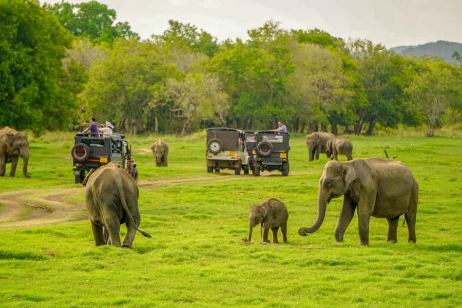 Minneriya: Minneriya National Park Private Elephant Safari - Why Minneriya is known for elephants