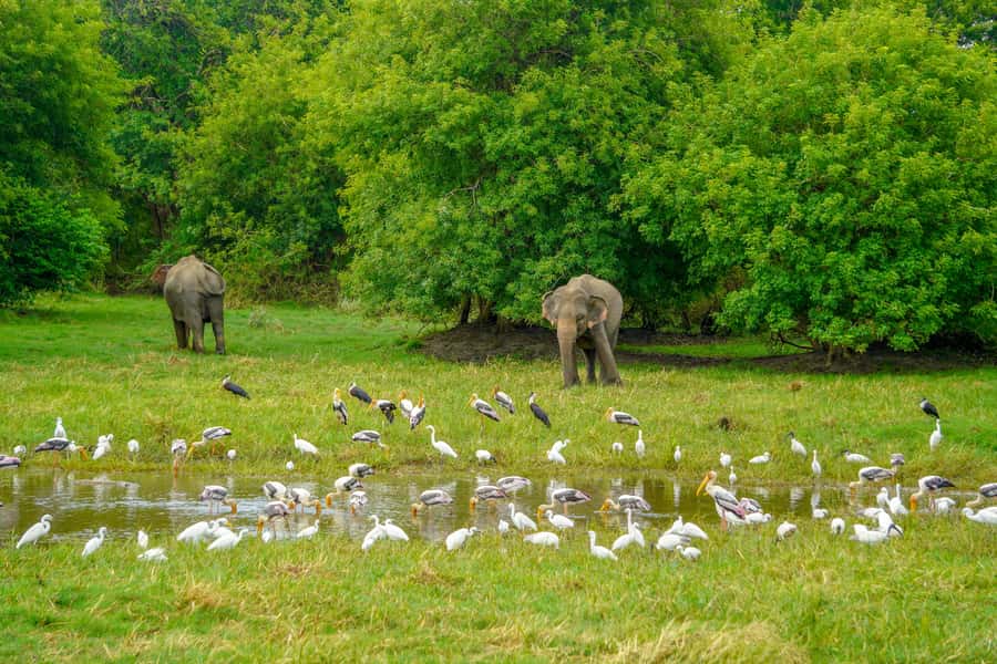 Minneriya: Minneriya National Park Private Elephant Safari - Why the driver-guide matters