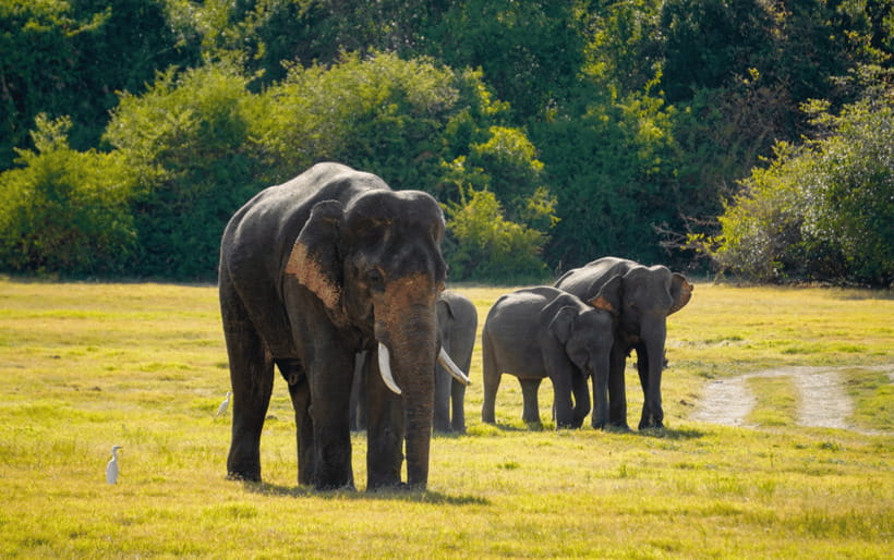 Minneriya: Minneriya National Park Private Elephant Safari - The real price: about $83 before extras