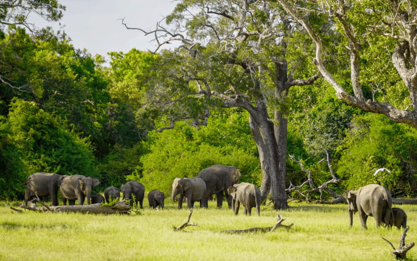 Minneriya: Minneriya National Park Private Elephant Safari - Timing, crowds, and what you can control