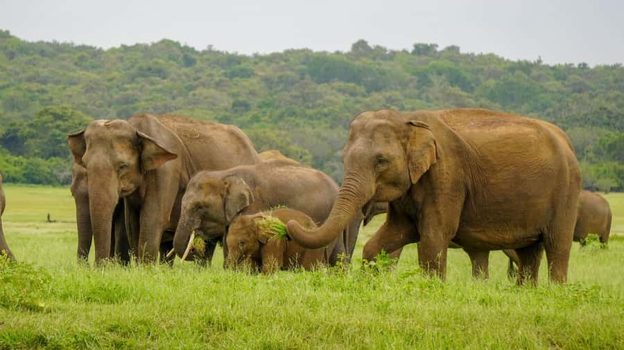 Minneriya: Minneriya National Park Private Elephant Safari - How close are the elephants?