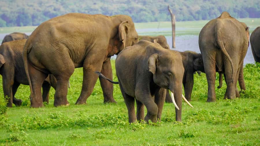 Minneriya: Minneriya National Park Private Evening Safari - Key points to know before you book