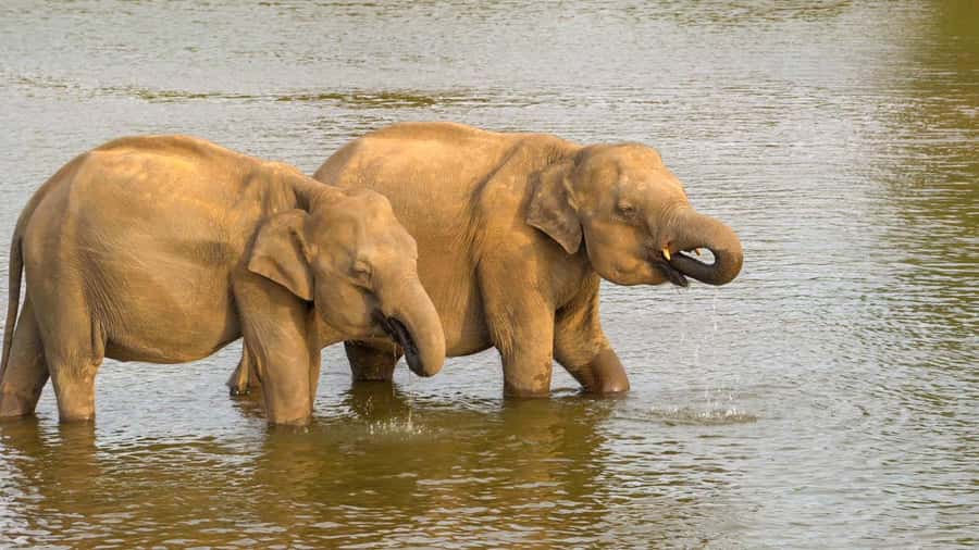 Minneriya: Minneriya National Park Private Evening Safari - What else you might see in Minneriya
