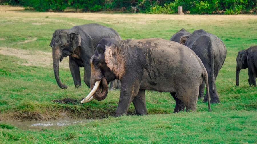 Minneriya: Minneriya National Park Private Evening Safari - Is $41 a good price?