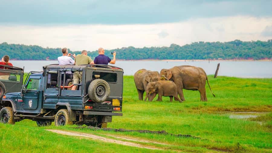 Minneriya: Minneriya National Park Private Evening Safari - Timing, comfort, and sensible preparation