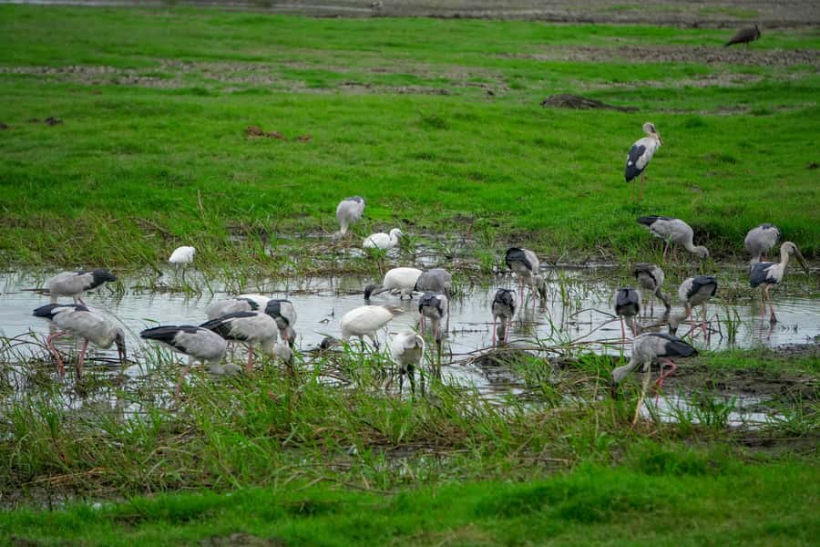 Minneriya: Minneriya National Park Private Evening Safari - Who will enjoy this safari most