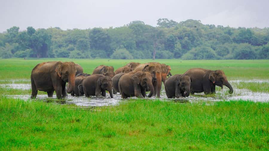 Minneriya: Minneriya National Park Private Evening Safari - From your hotel to the park entrance