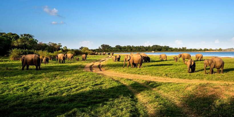 Minneriya: Minneriya National Park Private Safari - Why Minneriya is special