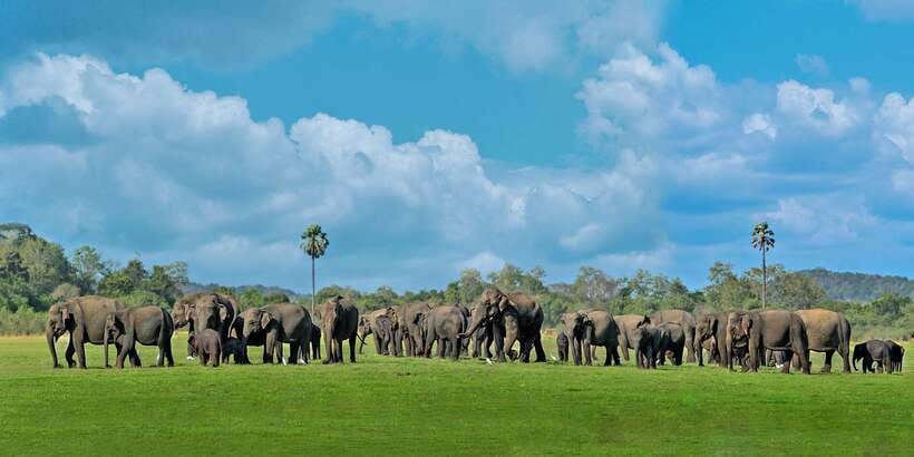 Minneriya: Minneriya National Park Private Safari - Finding elephants at the right park