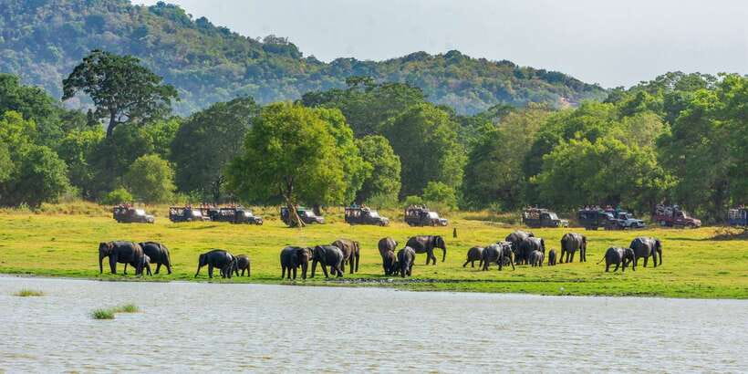 Minneriya: Minneriya National Park Private Safari - The elephants are the main event
