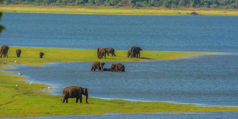 Minneriya: Minneriya National Park Private Safari - Birds and smaller wildlife