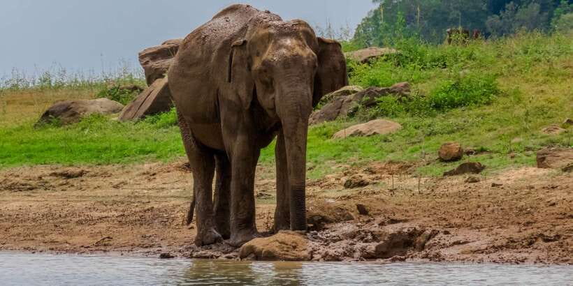 Minneriya: Minneriya National Park Private Safari - Private jeep value at $26