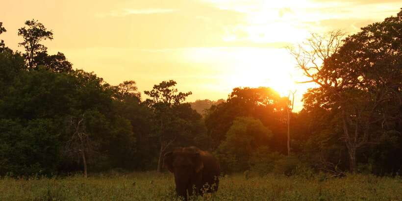 Minneriya: Minneriya National Park Private Safari - Animal welfare and responsible viewing