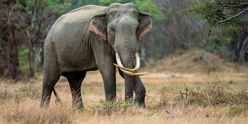Minneriya: Minneriya National Park Private Safari - What the three-hour safari feels like